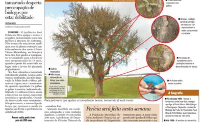 Tamarindo entre vida e a morte ponte do tamarindo meio ambiente árvore centenária antigo tamarindo de Blumenau Cristian Weiss Jornal de Santa Catarina jornalista de dados multimídia Alemanha Brasil