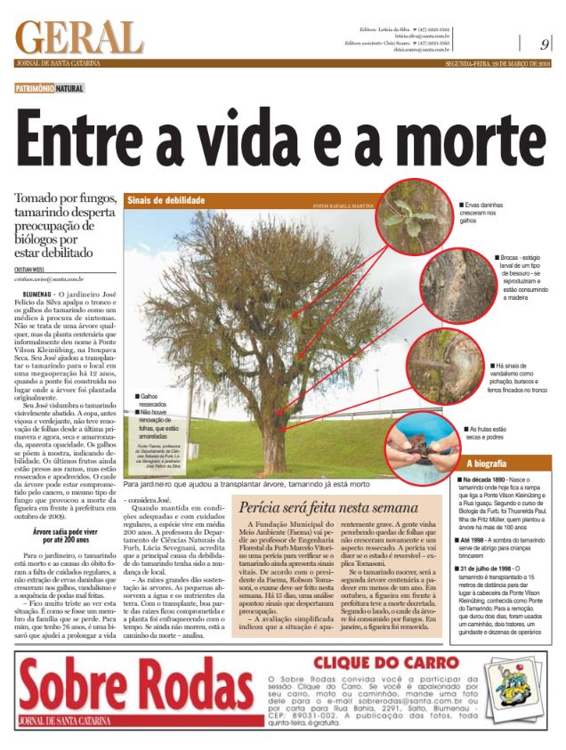Tamarindo entre vida e a morte ponte do tamarindo meio ambiente árvore centenária antigo tamarindo de Blumenau Cristian Weiss Jornal de Santa Catarina jornalista de dados multimídia Alemanha Brasil